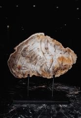 Окаменелое дерево