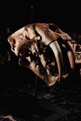 Реплика черепа саблезубой кошки Smilodon fatalis