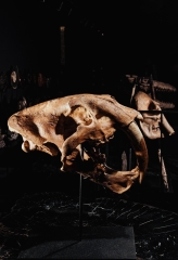 Реплика черепа саблезубой кошки Smilodon fatalis