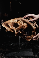 Реплика черепа саблезубой кошки Smilodon fatalis