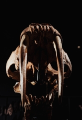 Реплика черепа саблезубой кошки Smilodon fatalis