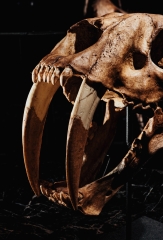 Реплика черепа саблезубой кошки Smilodon fatalis