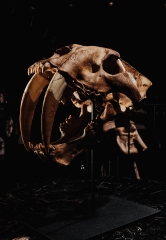 Реплика черепа саблезубой кошки Smilodon fatalis