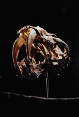 Реплика черепа саблезубой кошки Smilodon fatalis