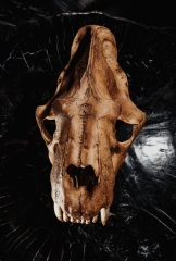 Реплика черепа саблезубой кошки Smilodon fatalis