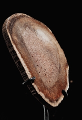 Древовидный папоротник Tietea singularis 