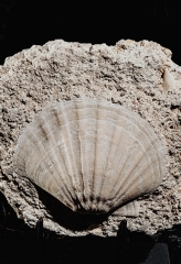 Морской гребешок Gigantopectens sp.