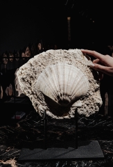 Морской гребешок Gigantopectens sp.