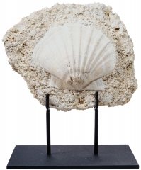Морской гребешок Gigantopectens sp.