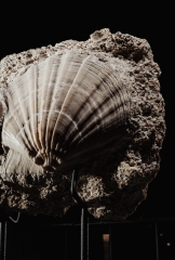 Морской гребешок Gigantopectens sp. и морской еж Scutella sp.
