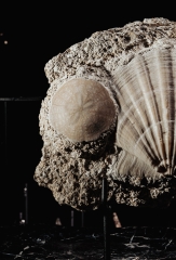 Морской гребешок Gigantopectens sp. и морской еж Scutella sp.