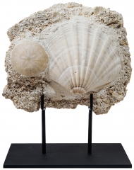 Морской гребешок Gigantopectens sp. и морской еж Scutella sp.