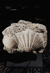 Морской гребешок Gigantopectens sp. и морской еж Scutella sp.