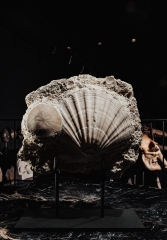 Морской гребешок Gigantopectens sp. и морской еж Scutella sp.