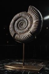 Аммонит Speetoniceras versicolor