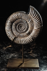 Аммонит Speetoniceras versicolor