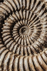 Аммонит Speetoniceras versicolor