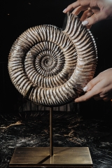 Аммонит Speetoniceras versicolor