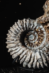 Аммонит Douvilleiceras sp.