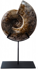 Аммонит Cleoniceras sp.