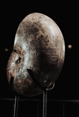 Аммонит Phylloceras sp.