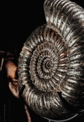 Аммонит Speetoniceras versicolor 