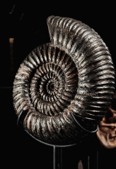 Аммонит Speetoniceras versicolor 