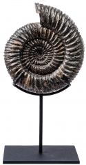 Аммонит Speetoniceras versicolor 