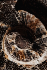Аммонит Cleoniceras sp.