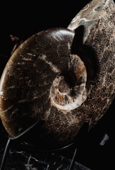 Аммонит Cleoniceras sp.