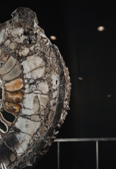 Аммонит Speetoniceras versicolor