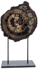 Аммонит Speetoniceras versicolor