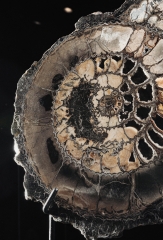 Аммонит Speetoniceras versicolor