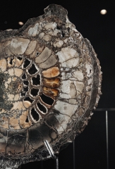 Аммонит Speetoniceras versicolor