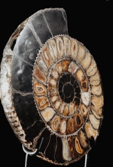 Аммонит Speetoniceras versicolor