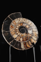 Аммонит Speetoniceras versicolor