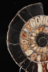 Аммонит Speetoniceras versicolor