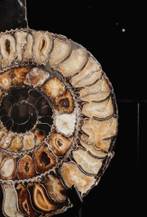 Аммонит Speetoniceras versicolor