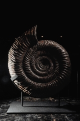 Аммонит Speetoniceras versicolor