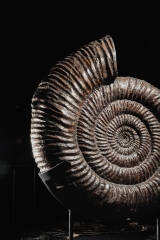 Аммонит Speetoniceras versicolor