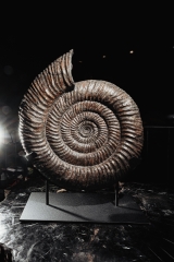 Аммонит Speetoniceras versicolor