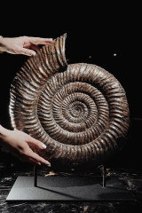 Аммонит Speetoniceras versicolor