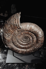 Аммонит Speetoniceras versicolor