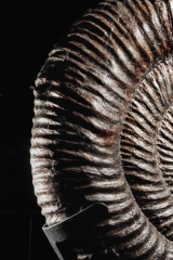 Аммонит Speetoniceras versicolor