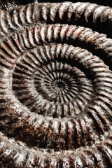 Аммонит Speetoniceras versicolor