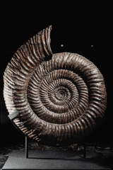 Аммонит Speetoniceras versicolor