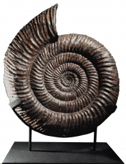 Аммонит Speetoniceras versicolor