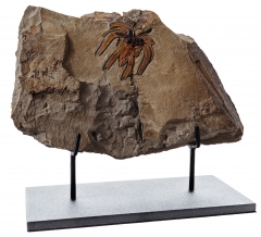 Членистоногое Furca mauretanica