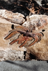 Членистоногое Furca mauretanica