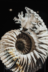 Аммонит Douvilleiceras sp.